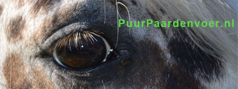 Wie is de persoon achter Puur Paardenvoer?